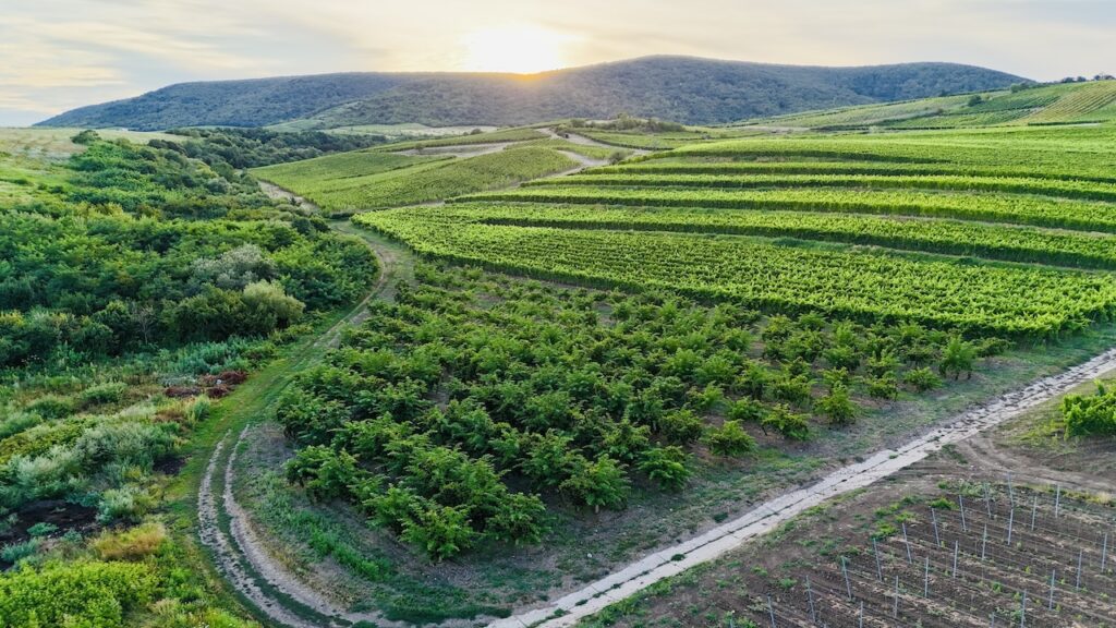 Kiss Winery - Kiss István Tokaji Pincészet - Tolcsva - Fitomark -https://www.kisswinery.hu/