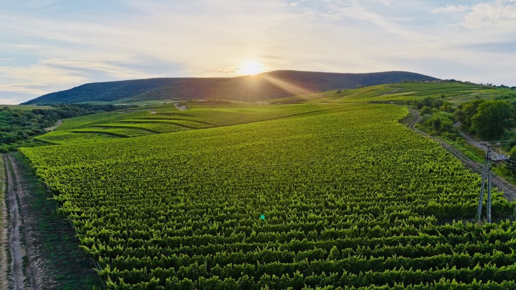 Kiss Winery - Kiss István Tokaji Pincészet - Tolcsva - Fitomark -https://www.kisswinery.hu/