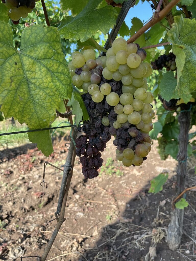 Kiss Winery - Kiss István Tokaji Pincészet - Tolcsva - Fitomark -https://www.kisswinery.hu/